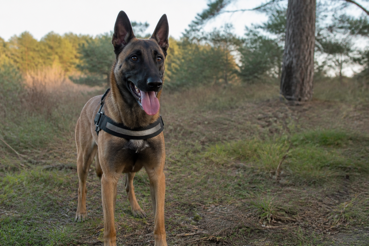 Belgische malinois raskenmerken karakter